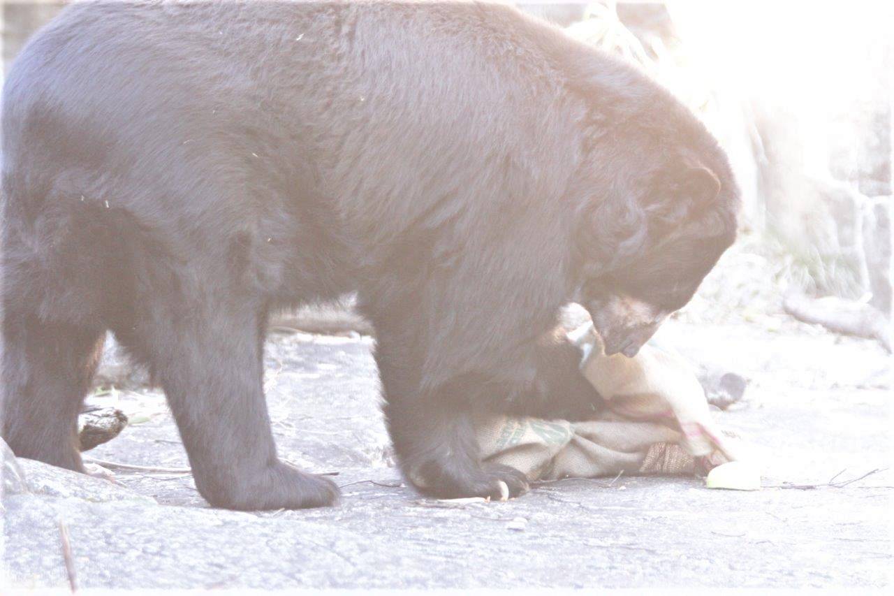 麻袋をいじるルイス⑦