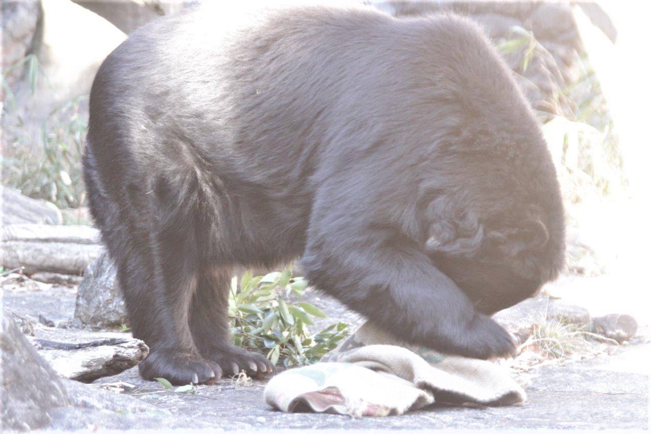 麻袋をいじるルイス⑨