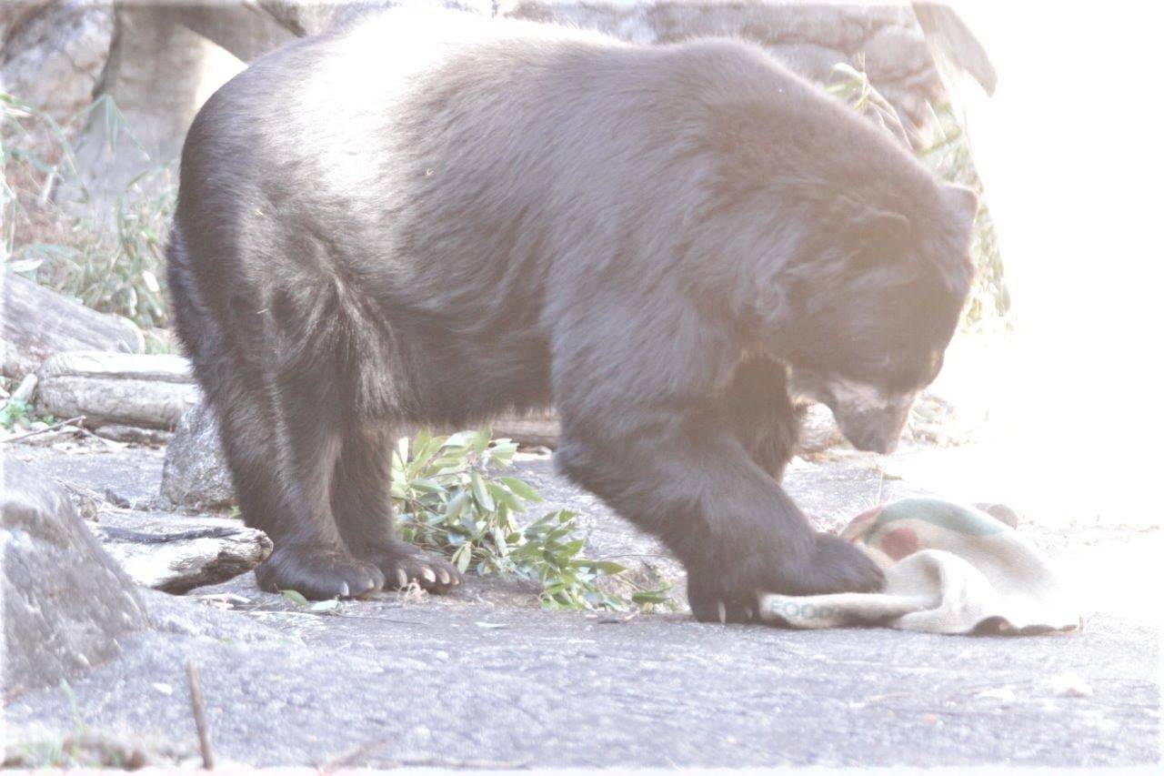 麻袋をいじるルイス⑩