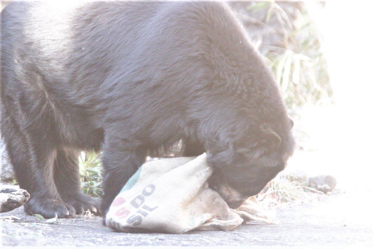 麻袋の口に鼻先を突っ込むルイス