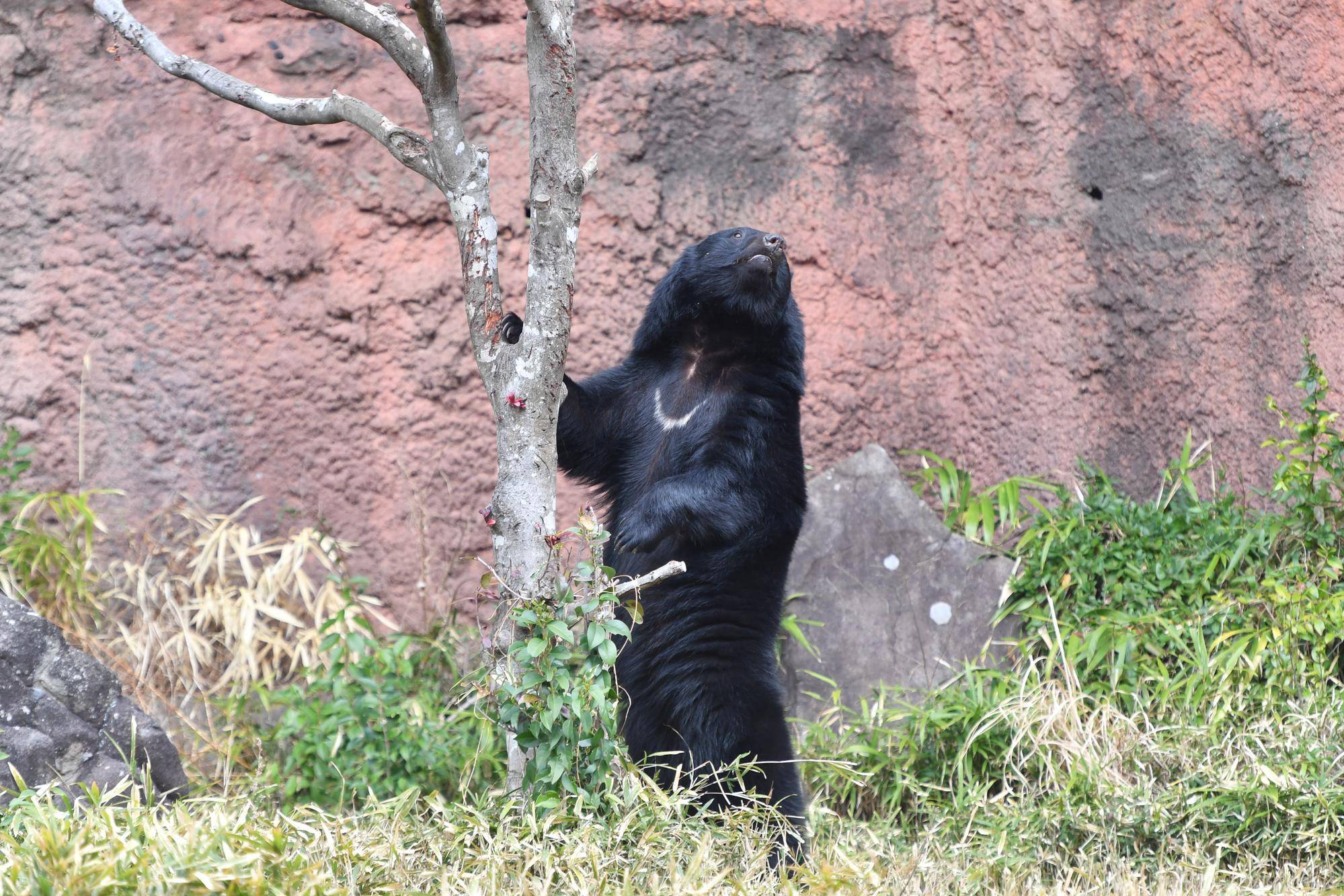 DSC_2999 (2)立ち上がりメリー.jpg