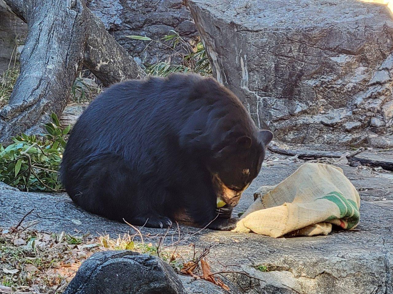 麻袋から出てきた餌を食べる美雨①
