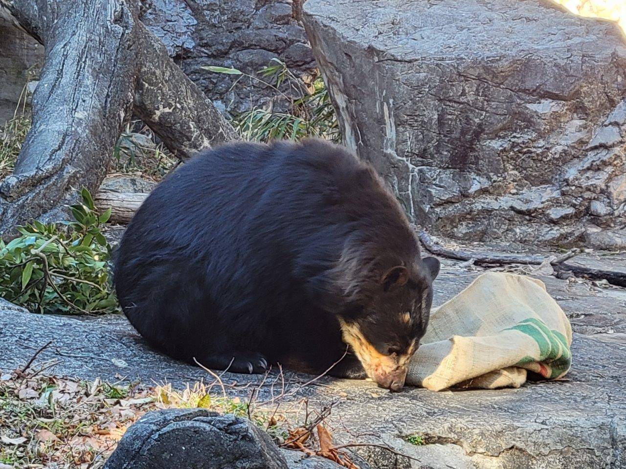 麻袋から出てきた餌を食べる美雨②