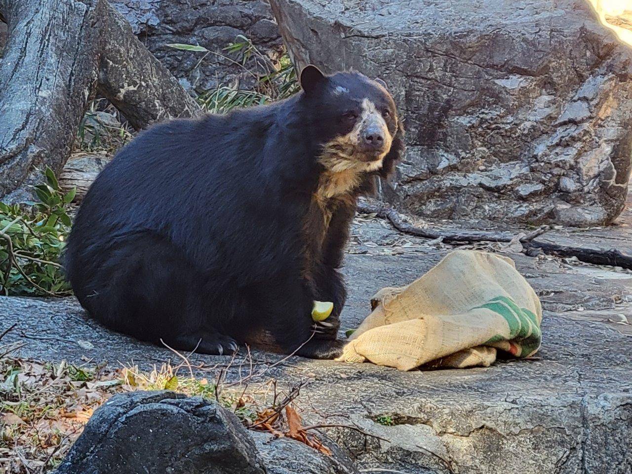 麻袋から出てきた餌を食べる美雨③