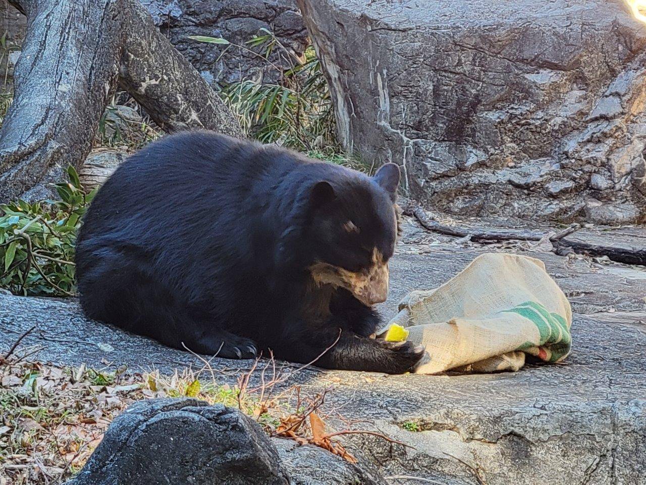麻袋から出てきた餌を食べる美雨⑤