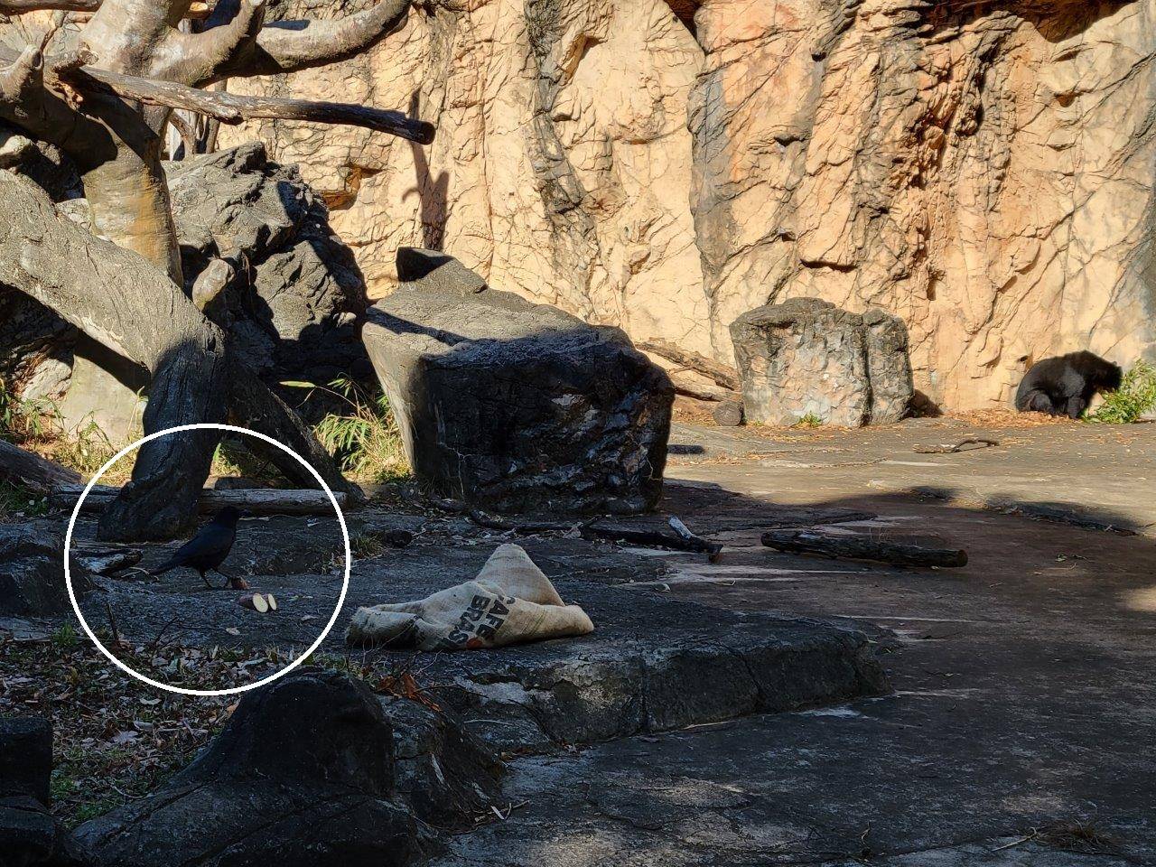 好みでない餌は、袋から出てもそのまま残して移動した美雨