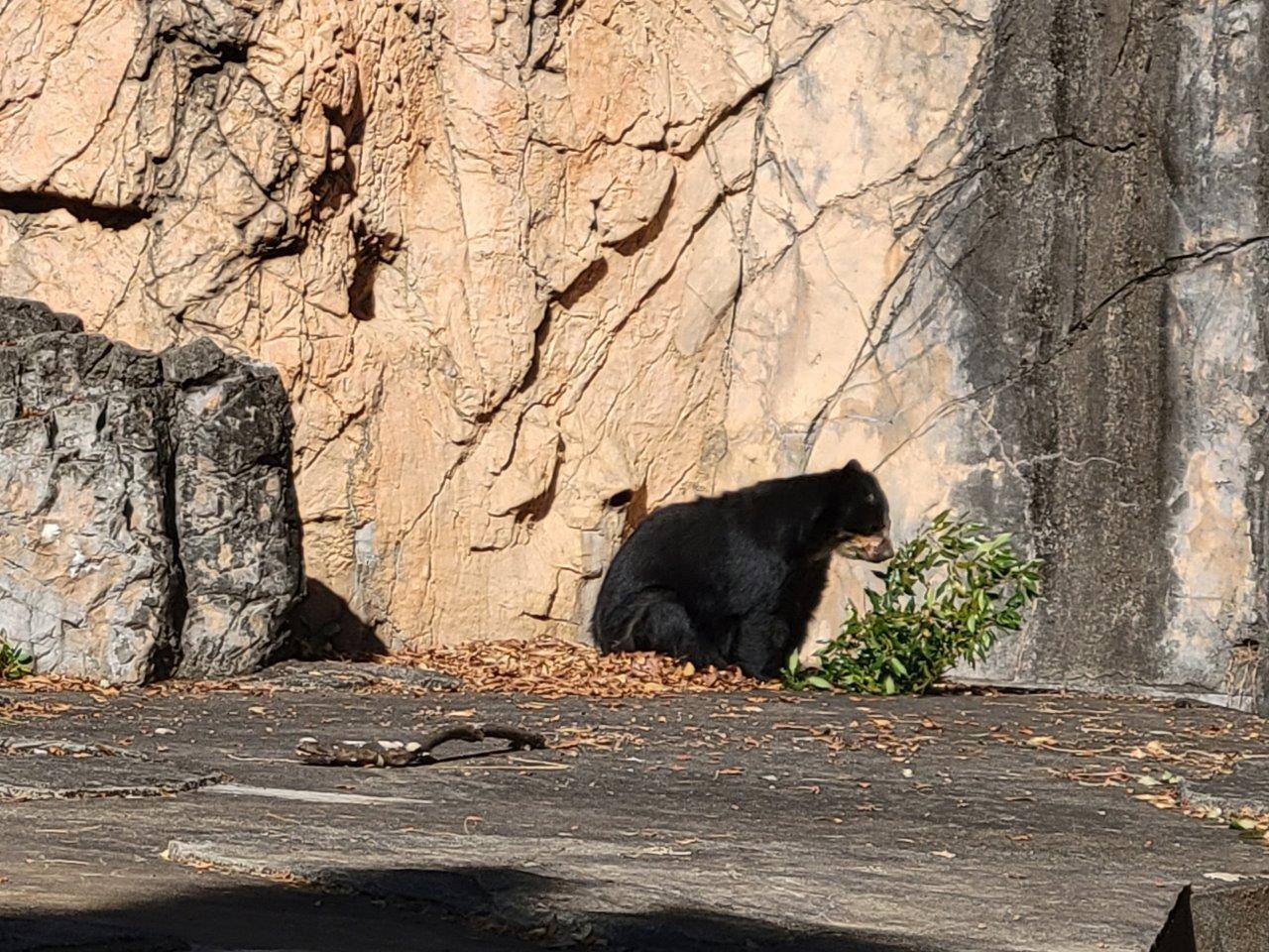 日向で木の葉を食べる美雨