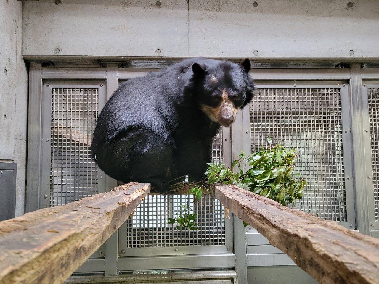 両サイドだけ板が残った寝台上でカシの葉を食す美雨②