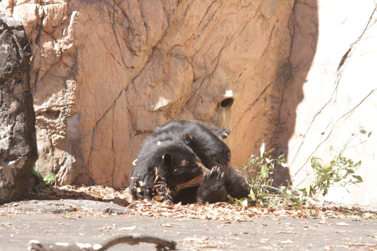 転がりながら木の葉をいじる美雨⑤