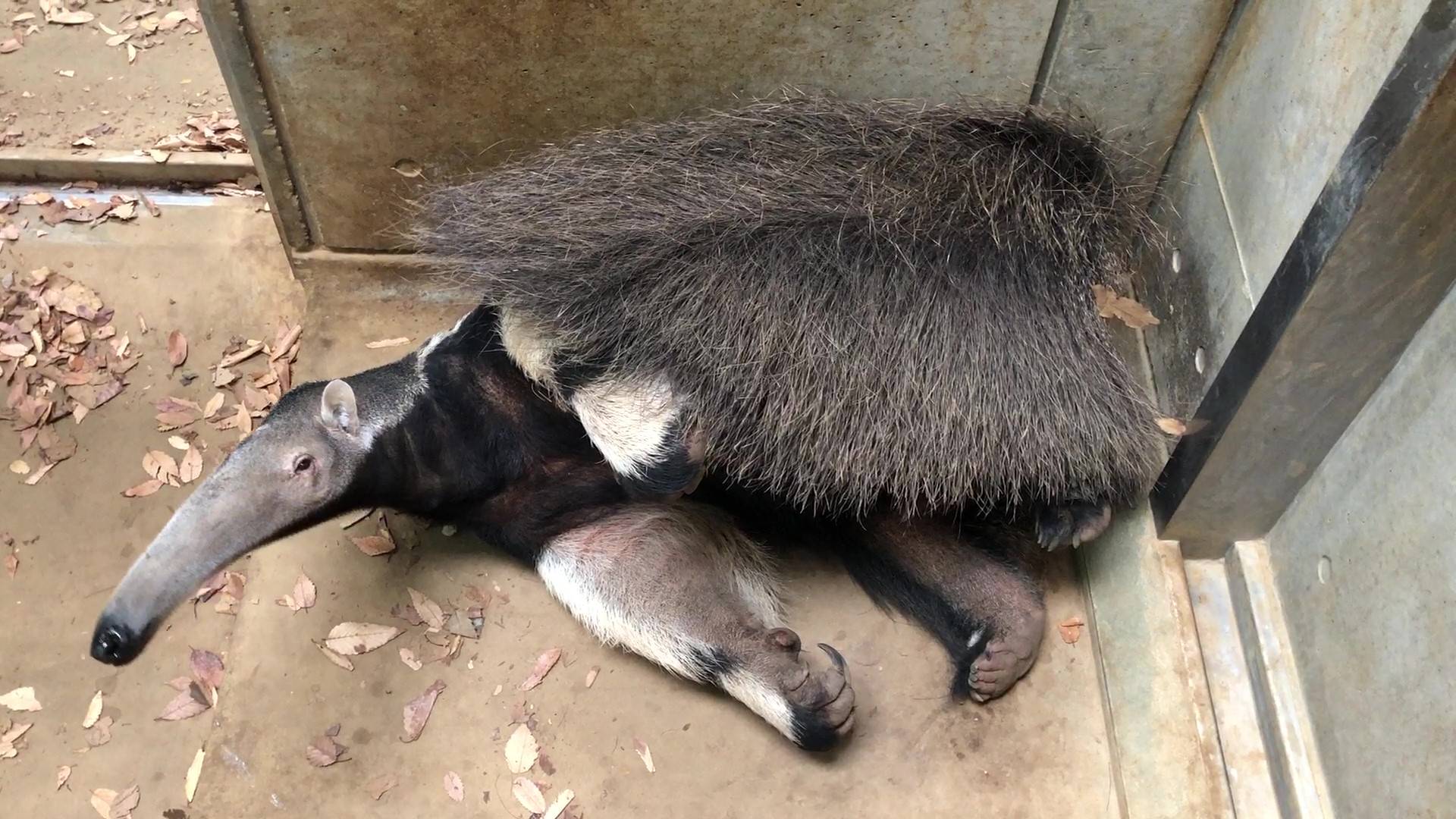 床暖房上で寝るオレオ3