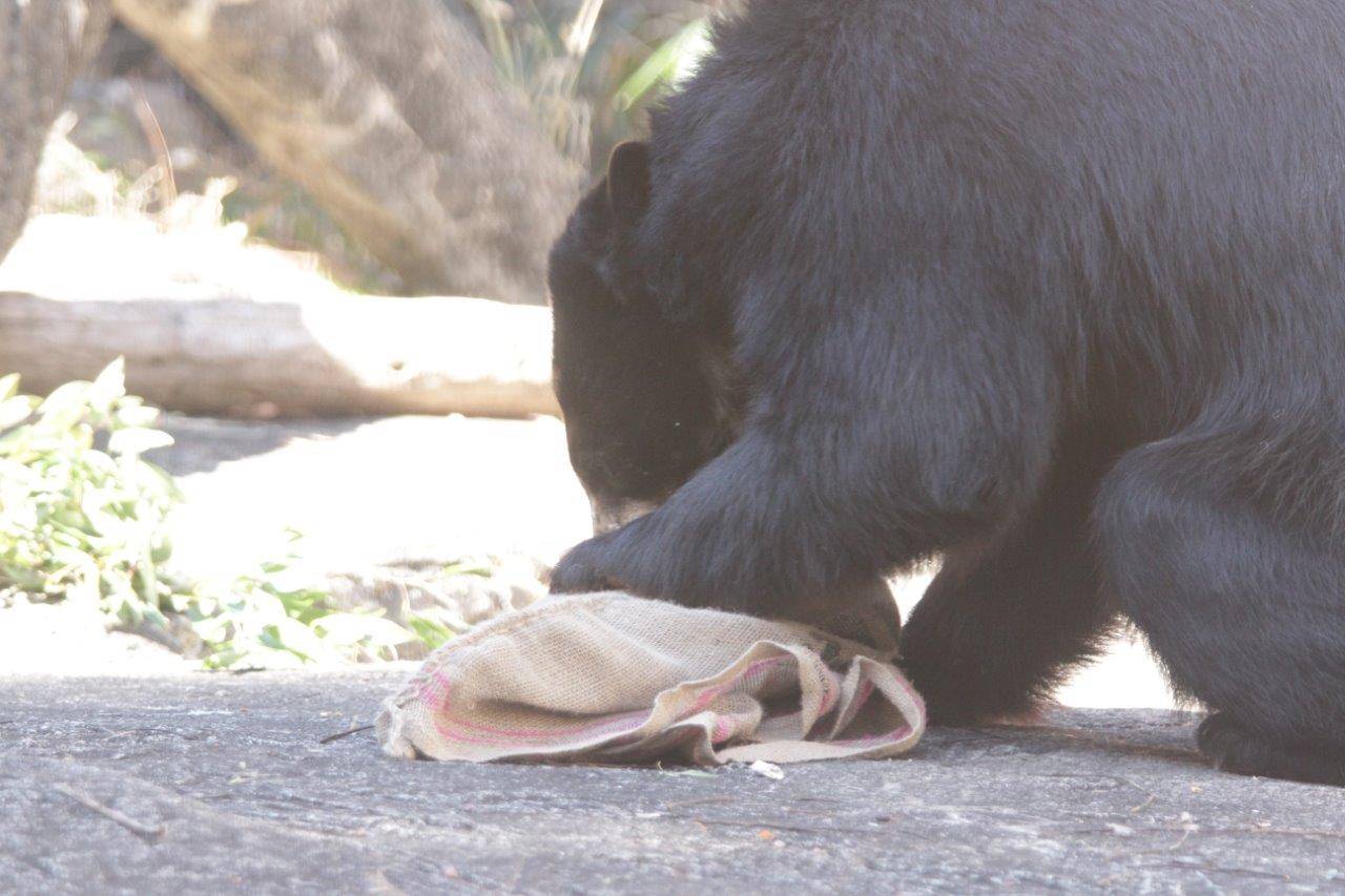 麻袋を見つけた雪雄