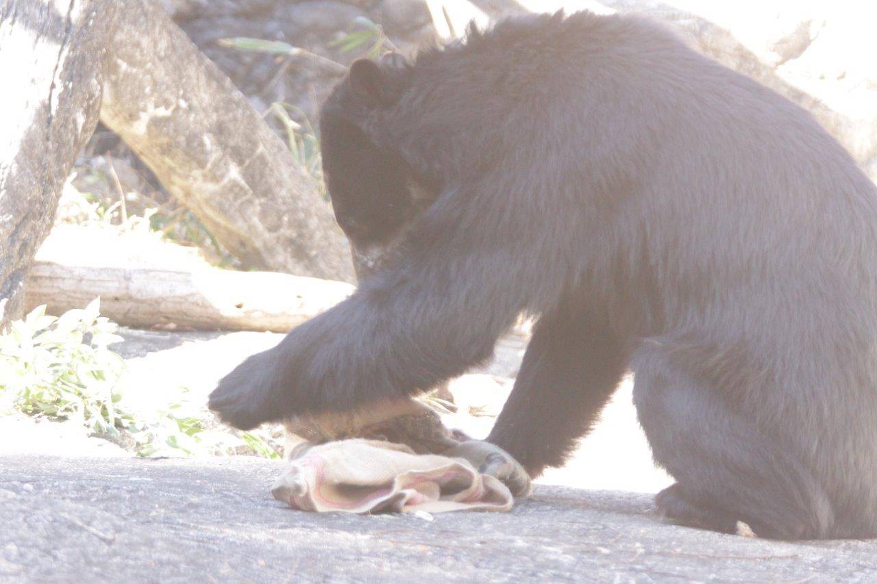 麻袋をいじる雪雄