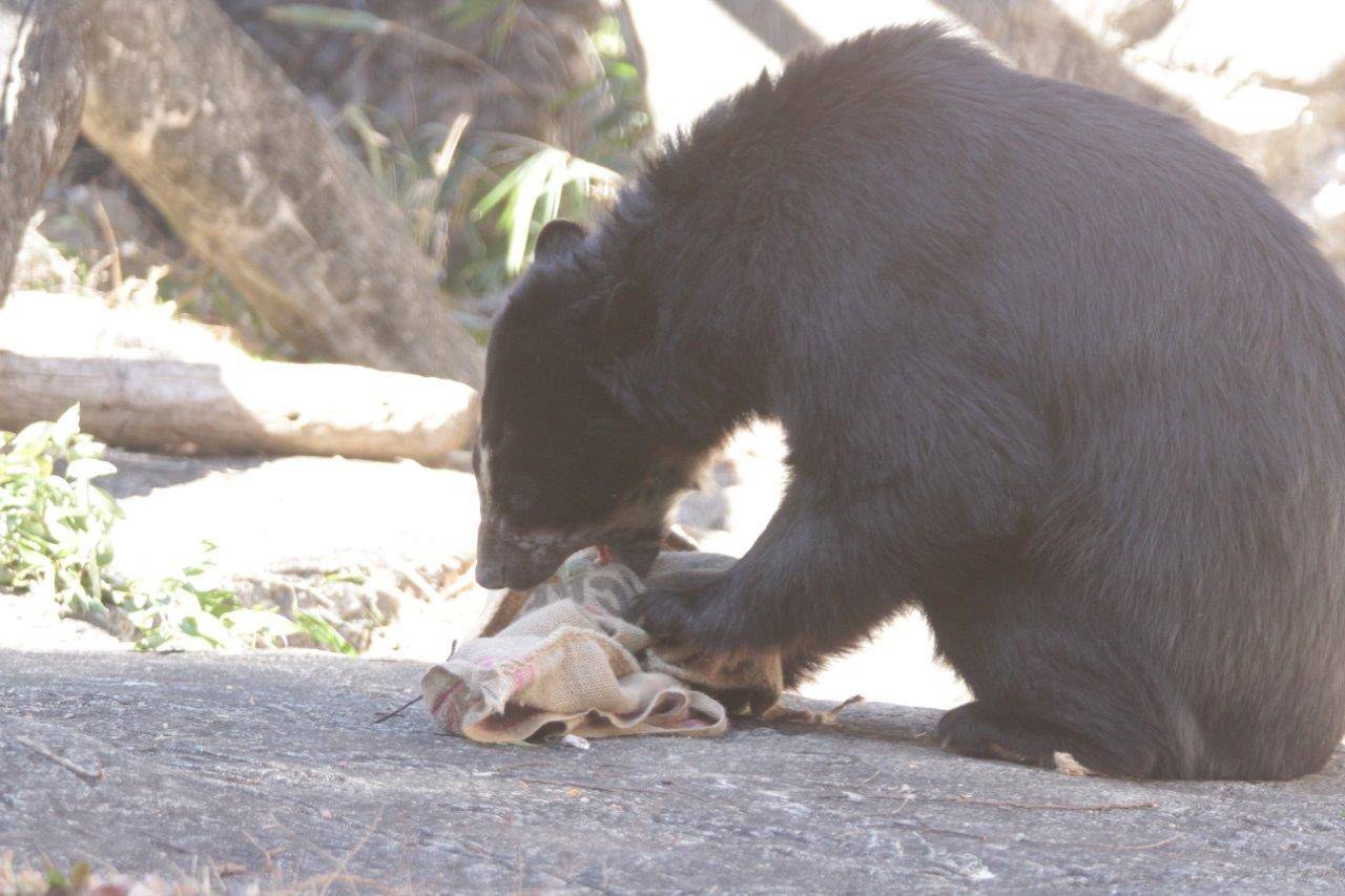 麻袋に噛みつく雪雄