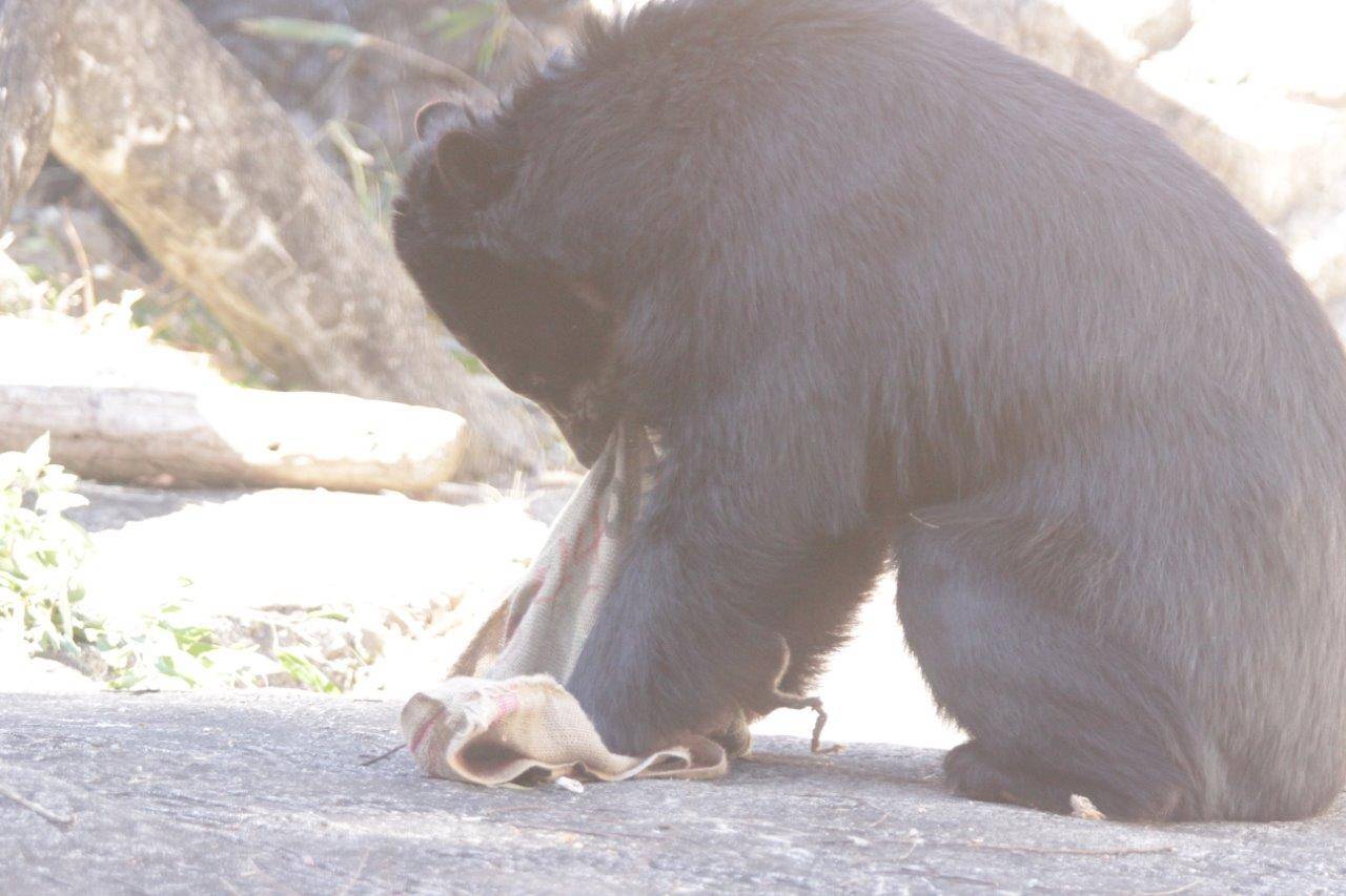 麻袋を引きちぎる雪雄①