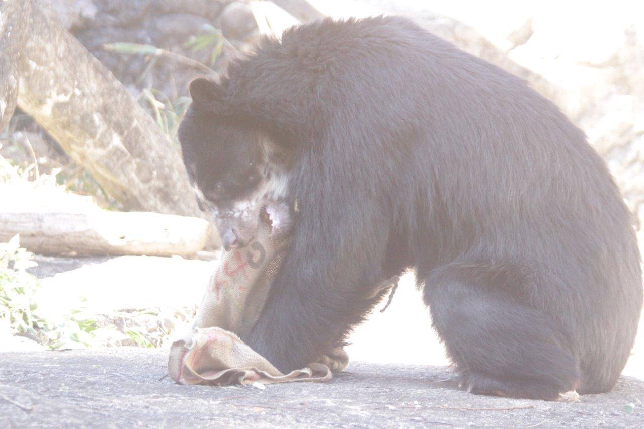 麻袋を引きちぎる雪雄②