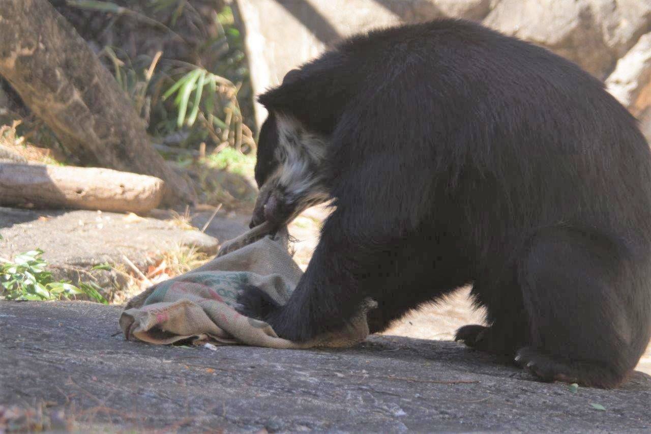 麻袋を引きちぎる雪雄③