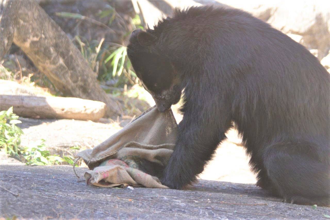 麻袋を引きちぎる雪雄④