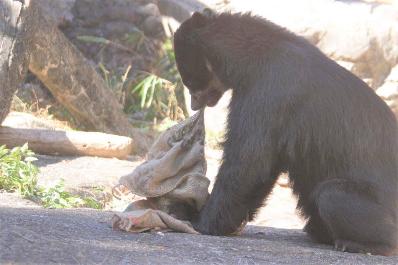 麻袋を引きちぎる雪雄⑥