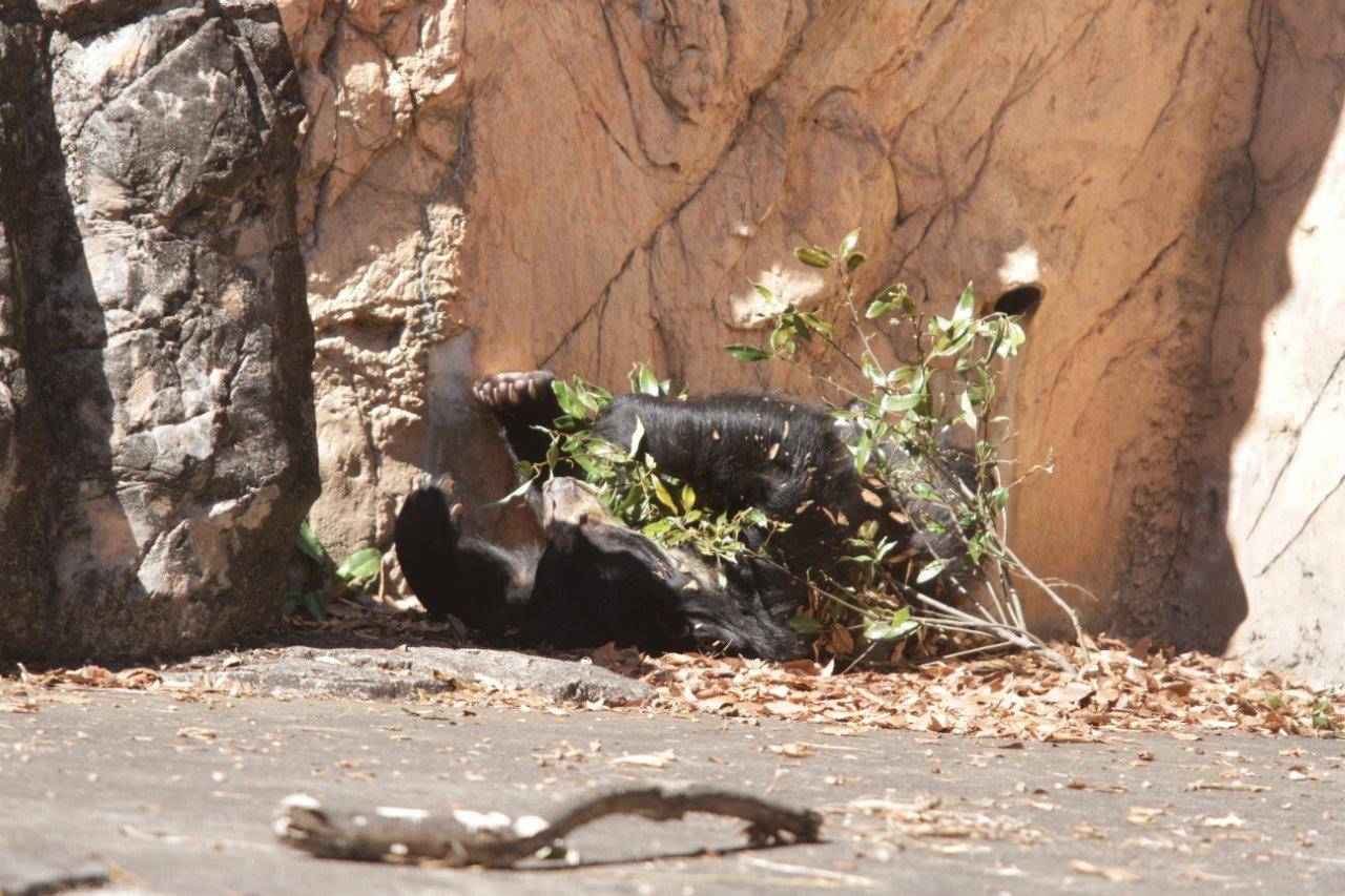 転がりながら木の葉をいじる美雨①