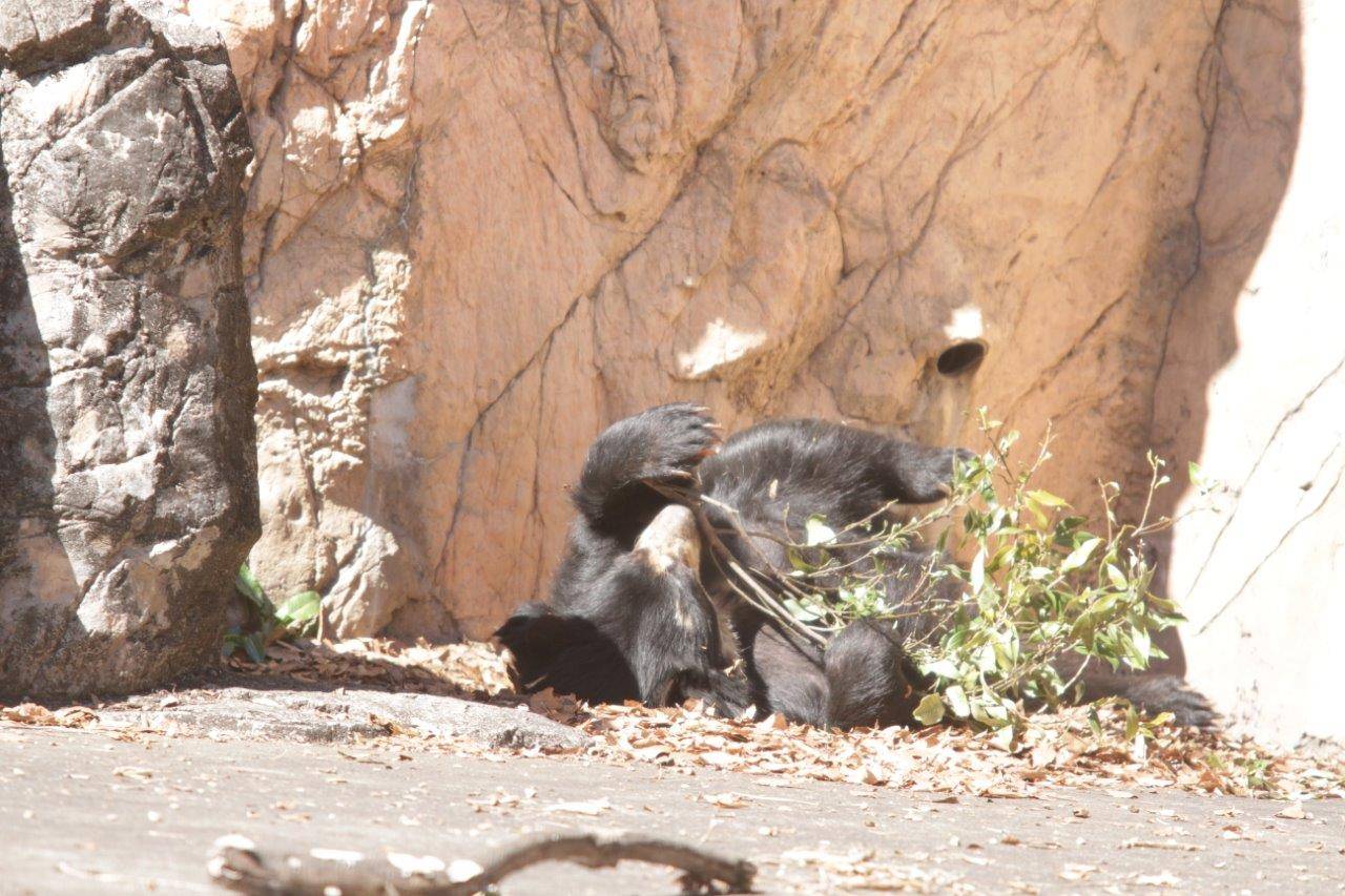 転がりながら木の葉をいじる美雨②