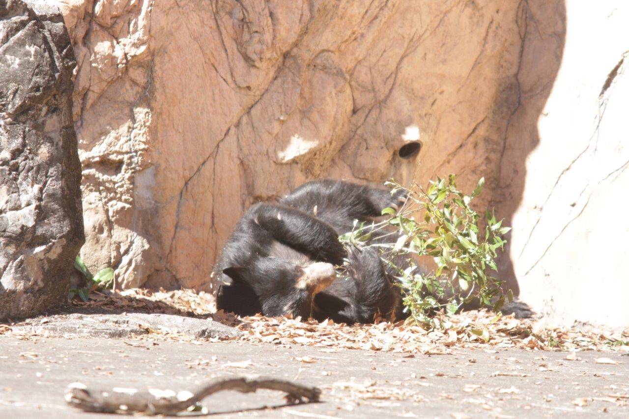 転がりながら木の葉をいじる美雨③