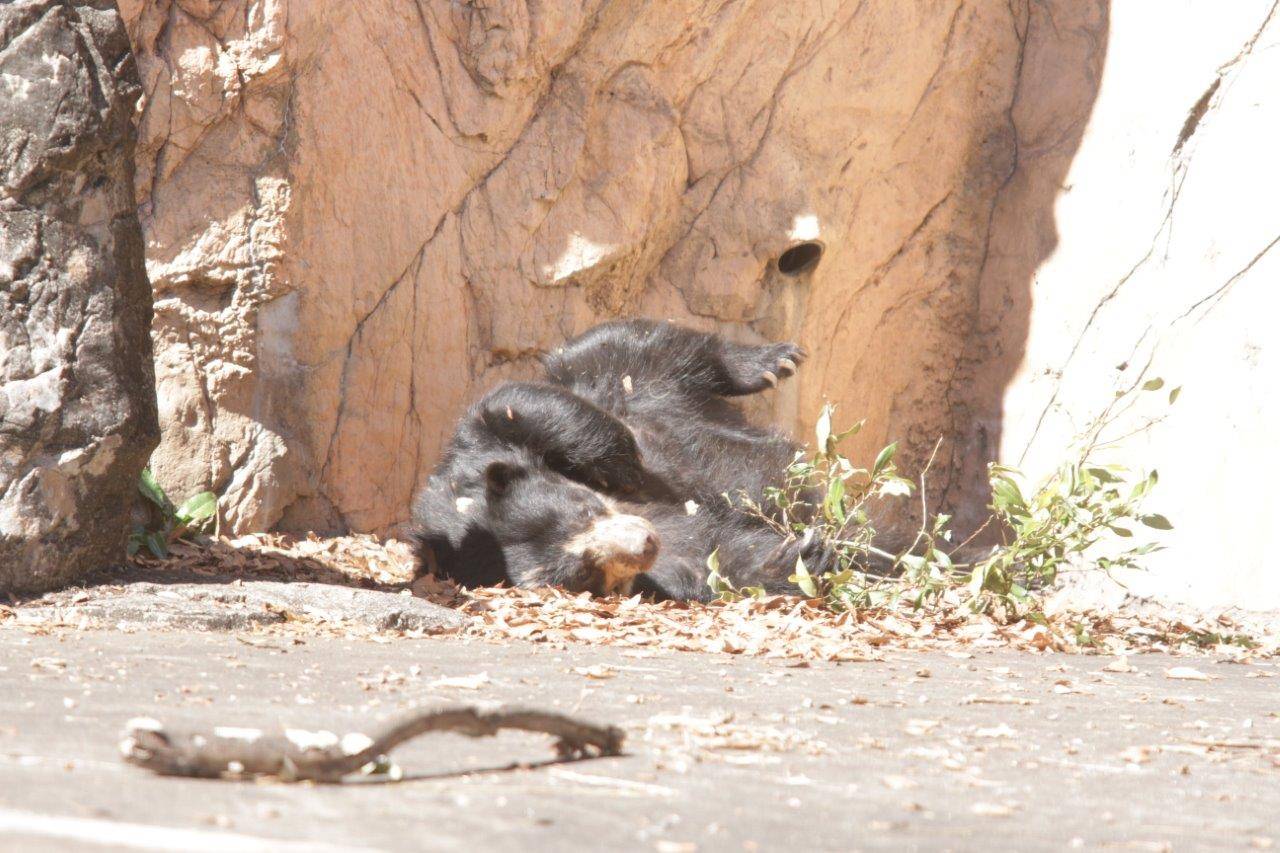 転がりながら木の葉をいじる美雨④