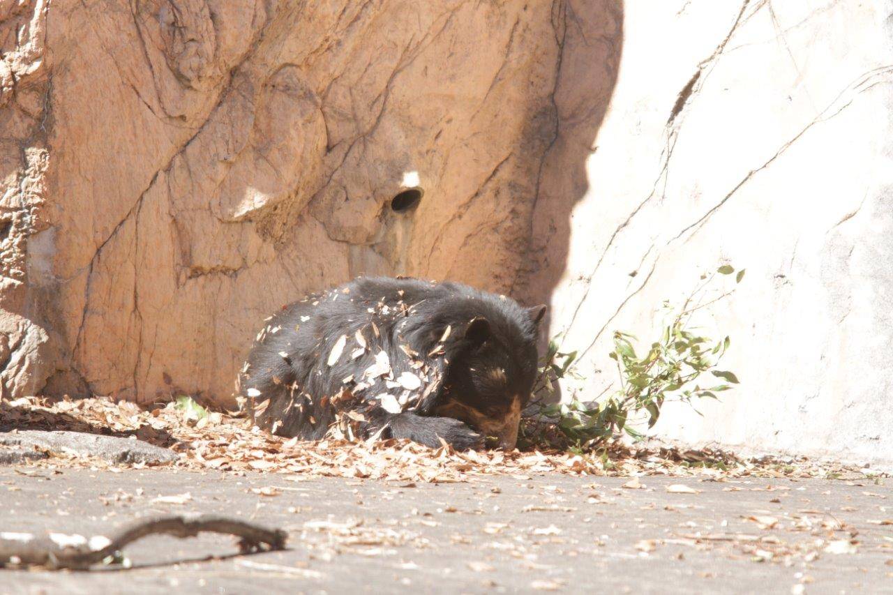 転がりながら木の葉をいじる美雨⑥