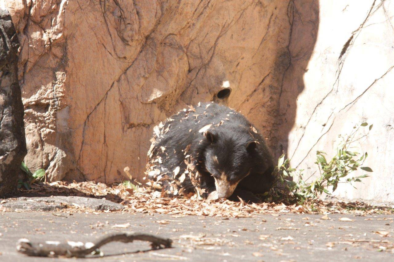 転がりながら木の葉をいじる美雨⑦