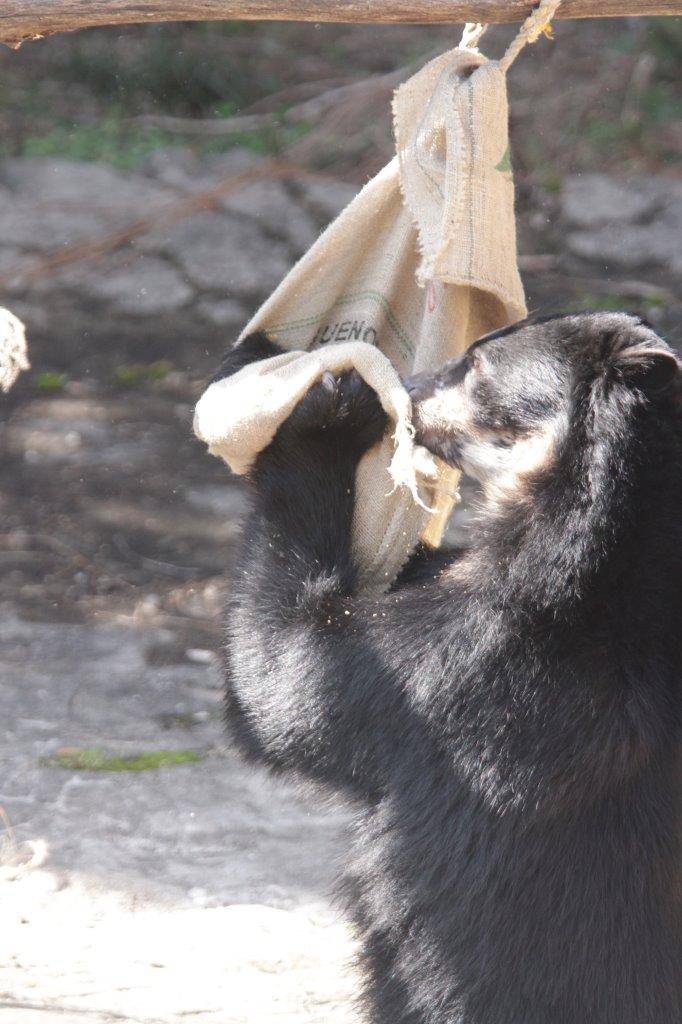 麻袋に興味を示す雪雄