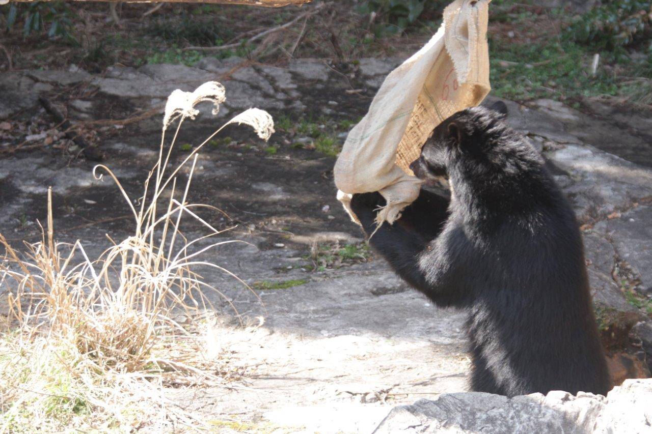 麻袋を齧る雪雄