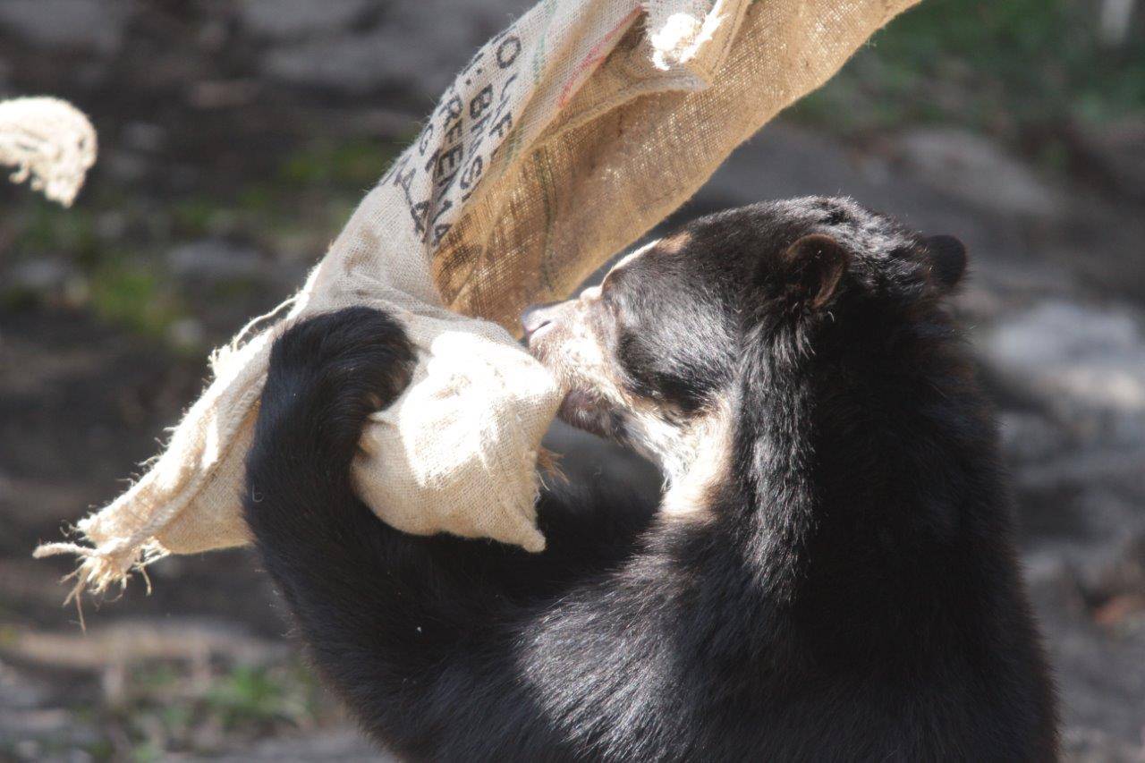 麻袋に噛みつく雪雄①