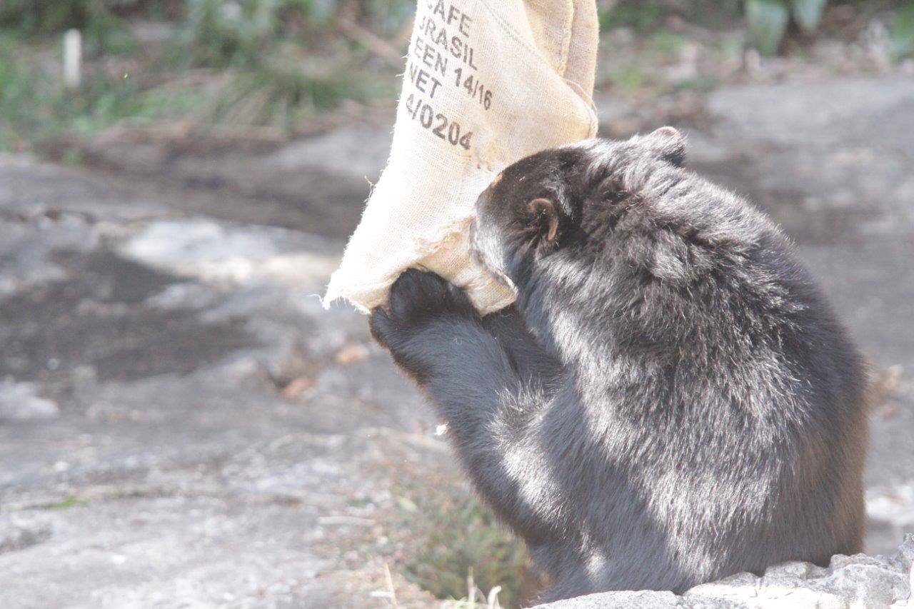 開けた穴に鼻面を入れる雪雄①