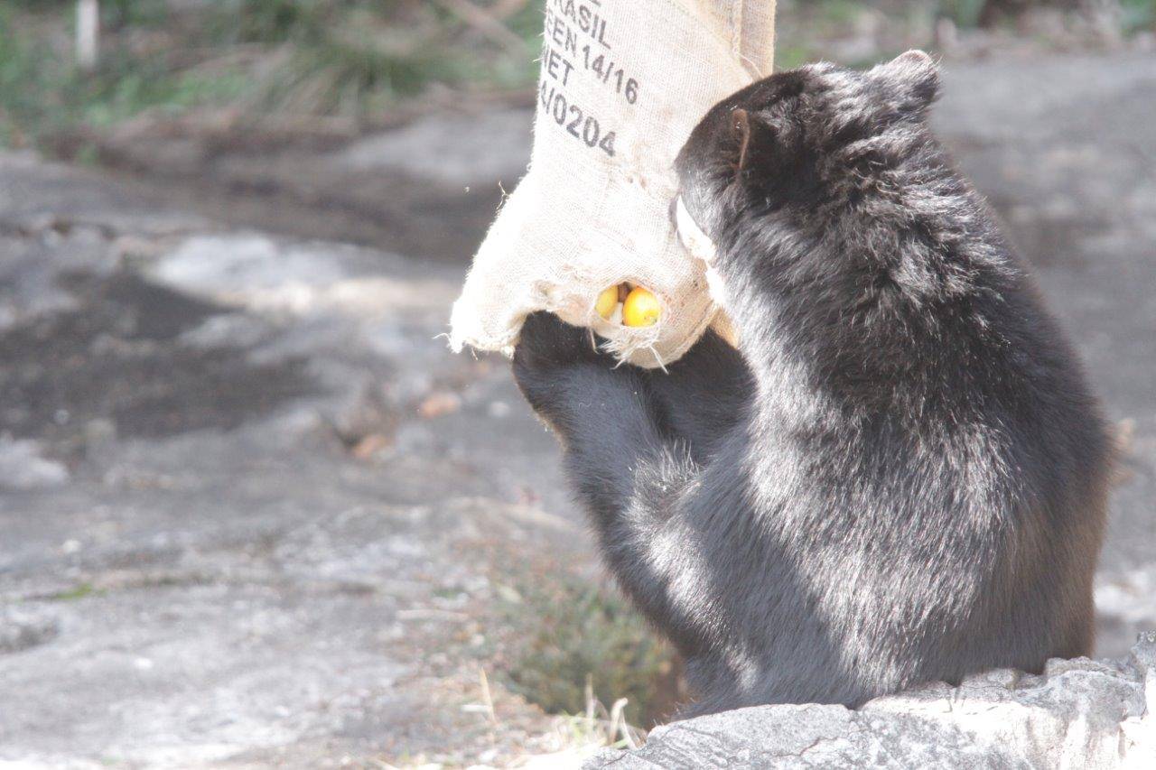 麻袋をいじる雪雄②