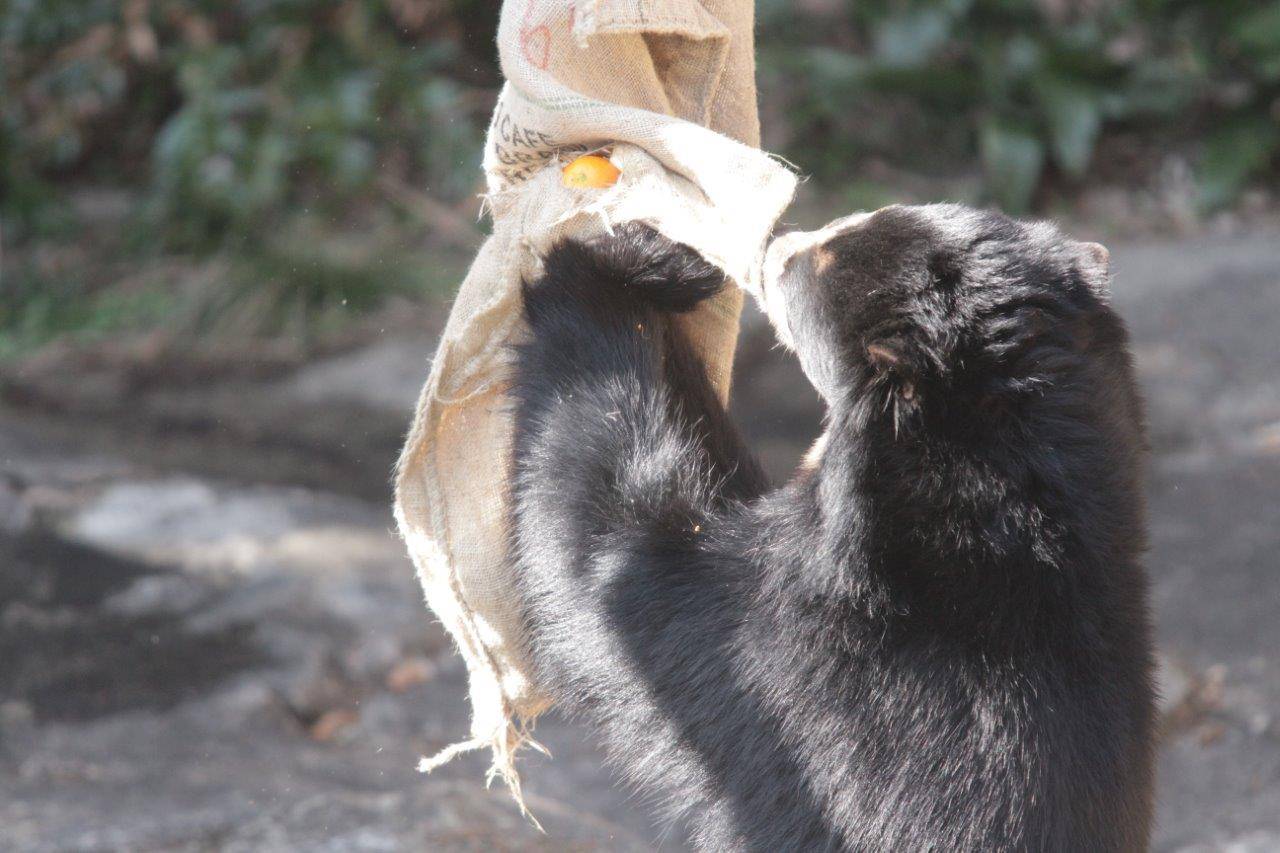 麻袋を引きちぎろうとする雪雄①