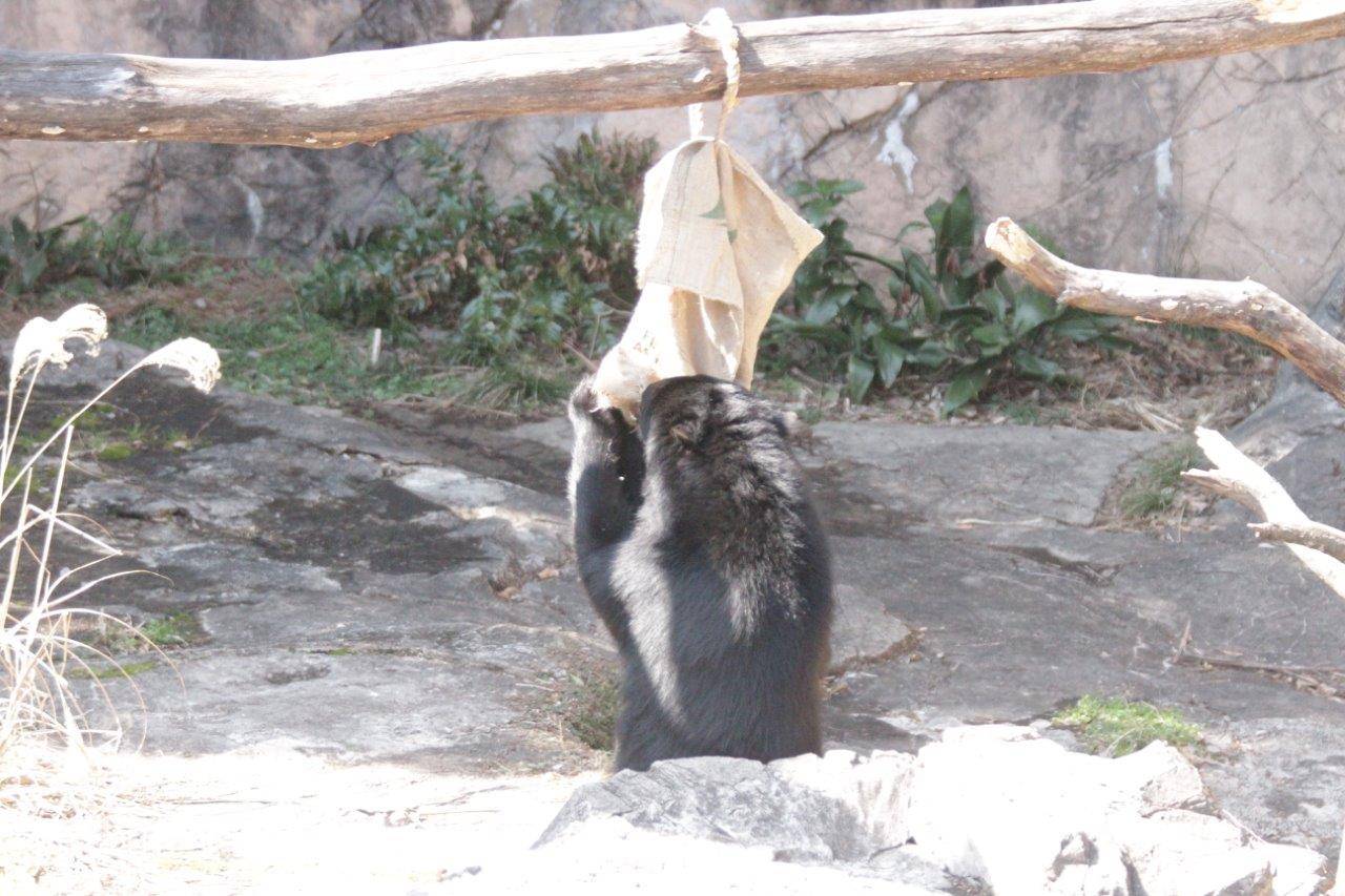 麻袋をいじる雪雄③