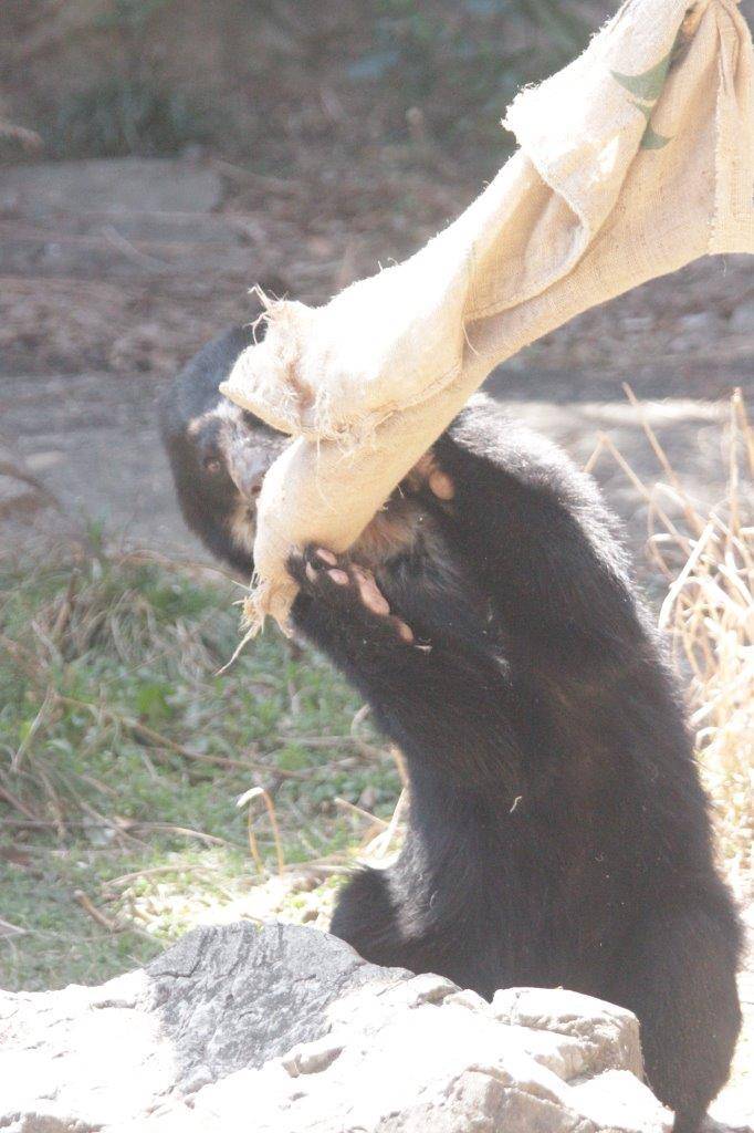 麻袋をいじる雪雄③