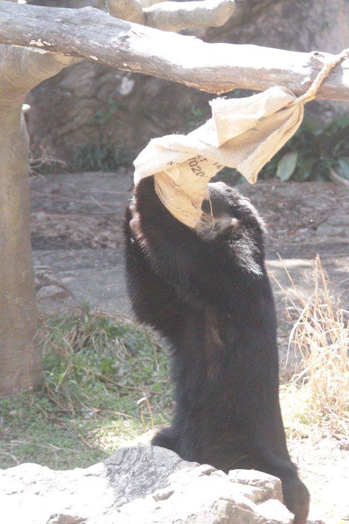 麻袋をいじる雪雄④