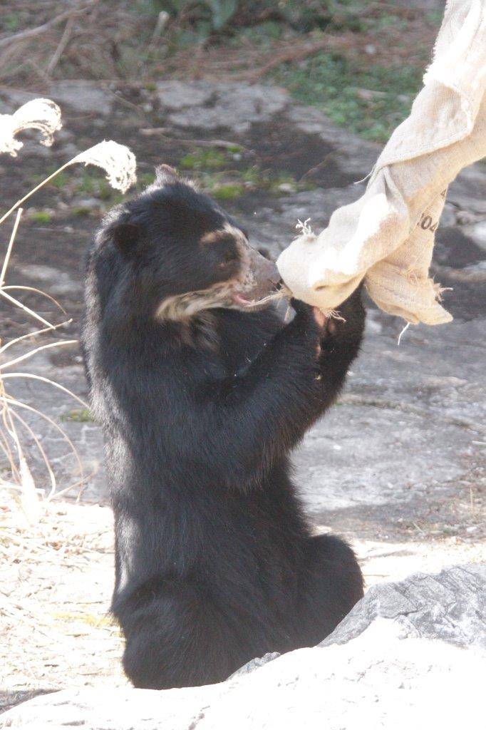 麻袋を引きちぎる