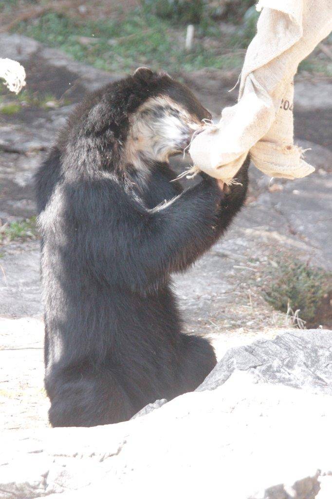 麻袋を齧る雪雄①