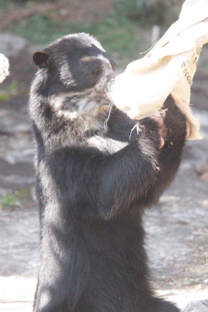 麻袋をいじる雪雄⑤