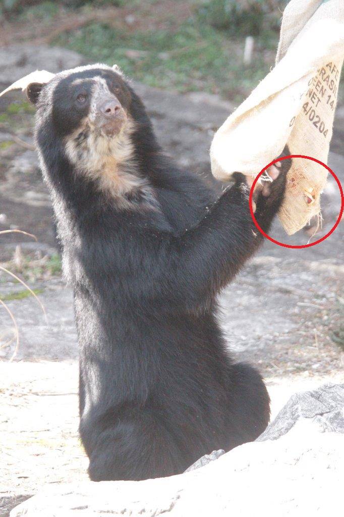 片方に穴が開いたが、反対側の餌を食べたい雪雄