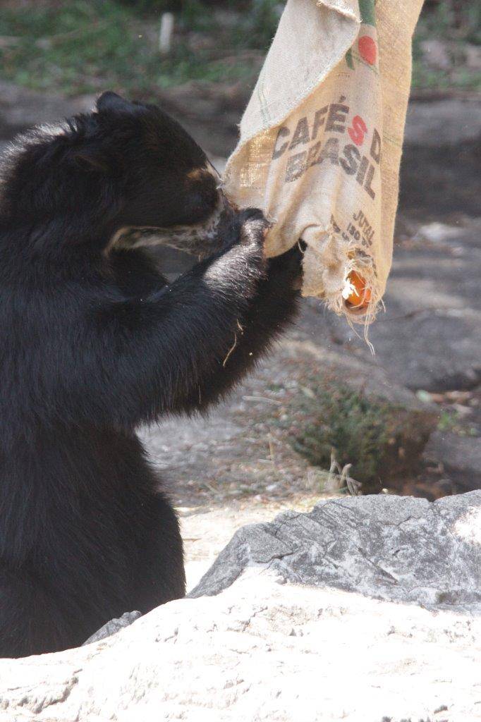麻袋を引きちぎる雪雄③