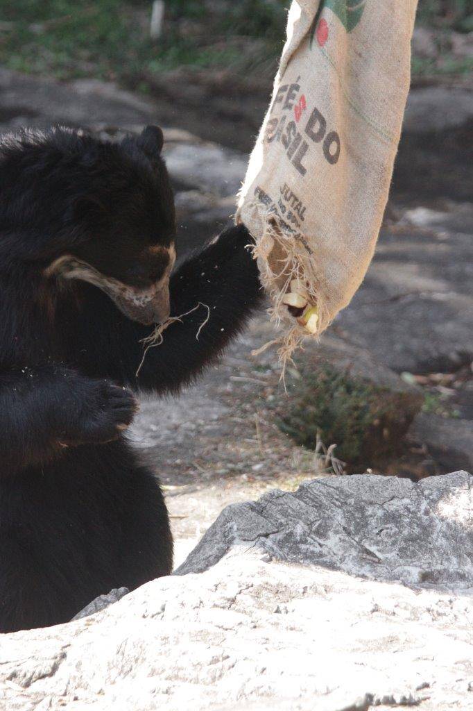 麻袋を引きちぎる雪雄④