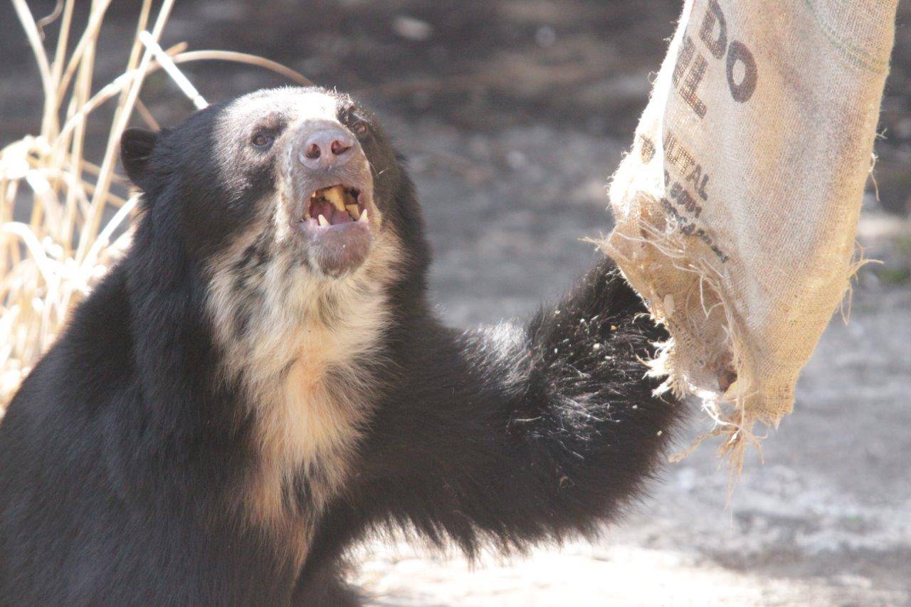 餌を咀嚼する雪雄