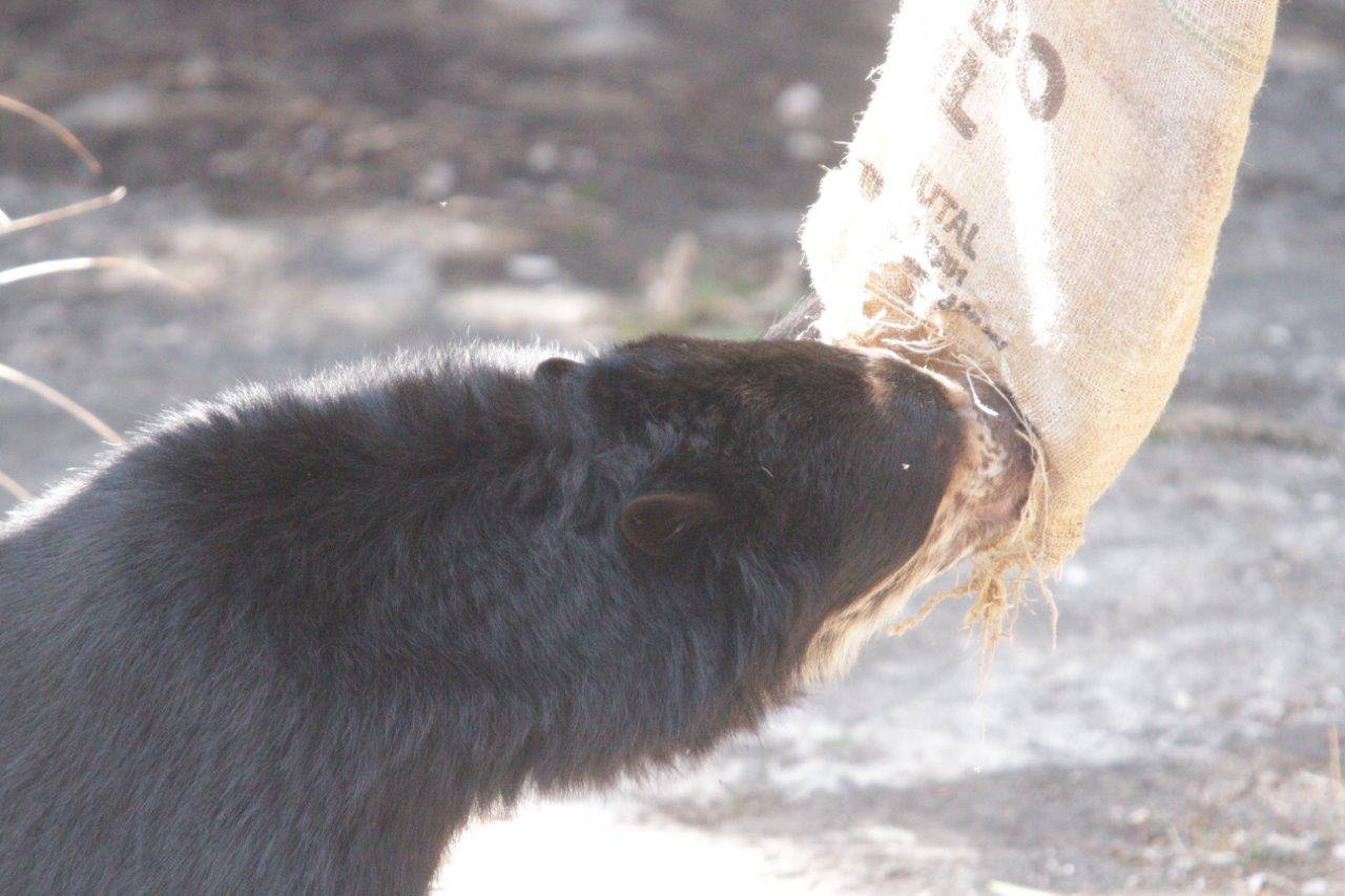 穴に鼻面を入れてペレットを食べる雪雄①