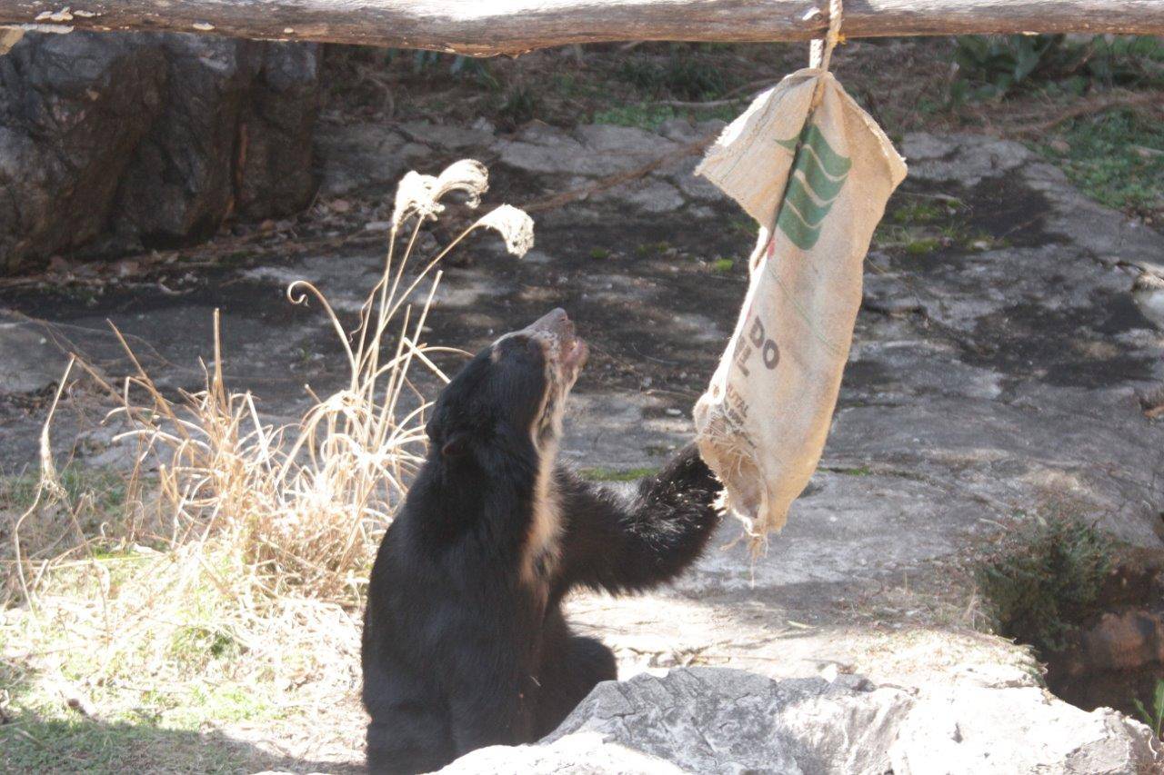 麻袋に手をかける雪雄②