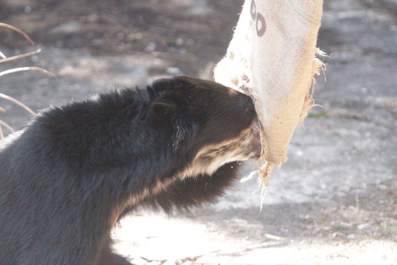 穴に鼻面を入れてペレットを食べる雪雄③