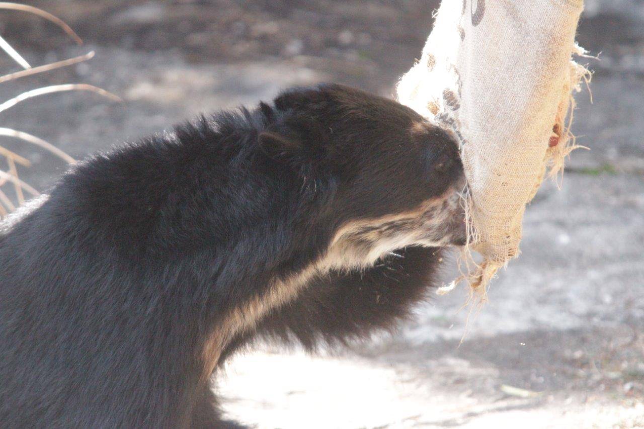 開けた穴に鼻面を入れる雪雄②