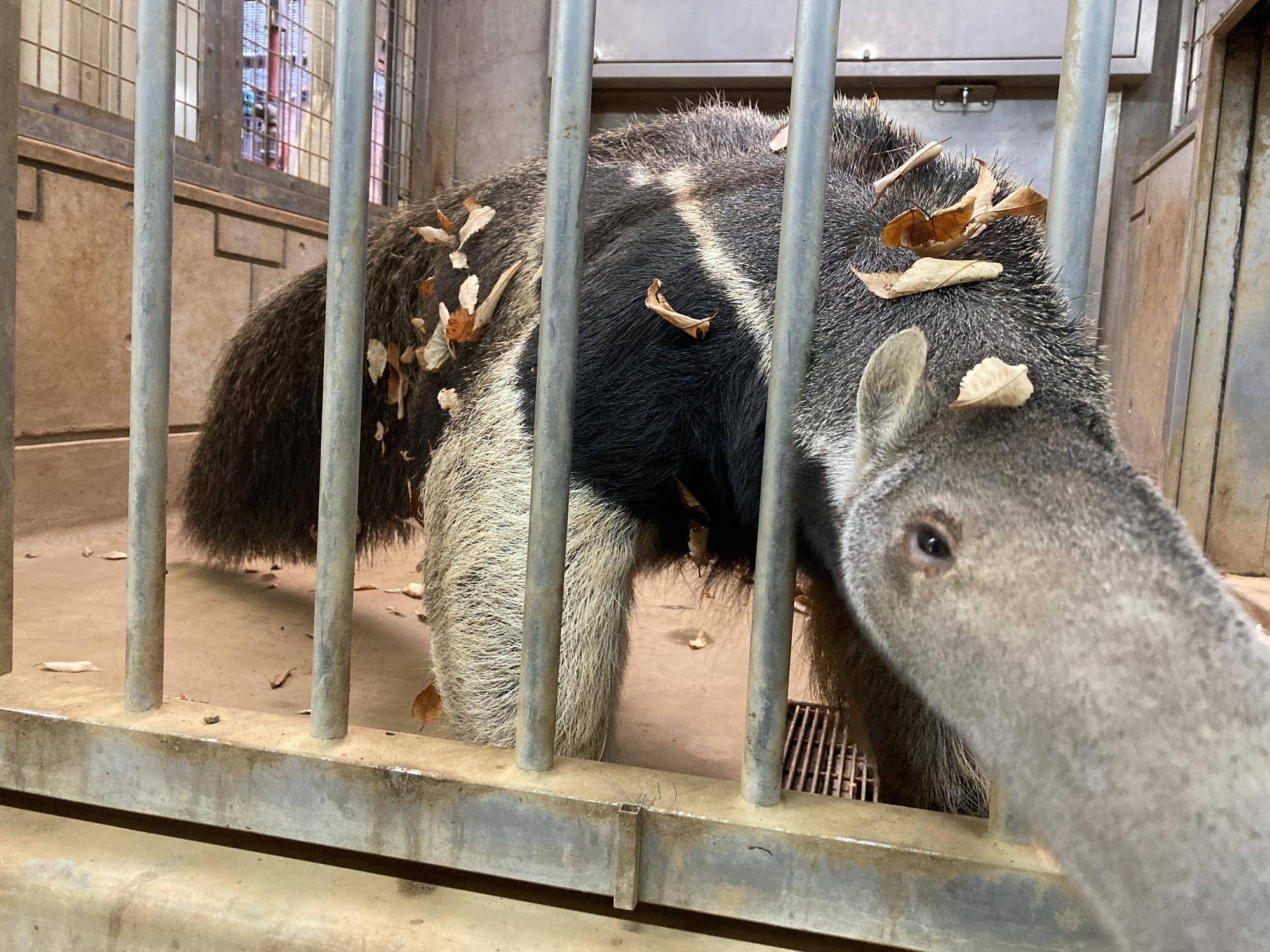 体に葉っぱがついているオレオ