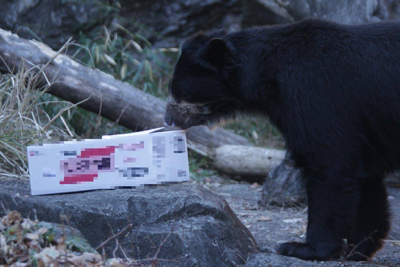 段ボール箱の匂いを嗅ぐルイス